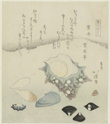 Een serie van schelpen by Totoya Hokkei
