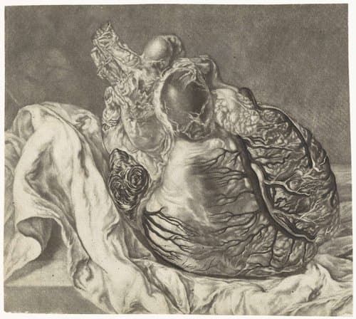 Prints of the Brain and the Heart by Jan l'Admiral