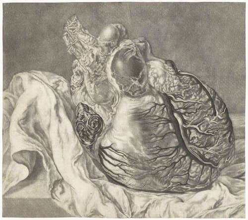 Anatomische studie van een menselijk hart by Jan l'Admiral