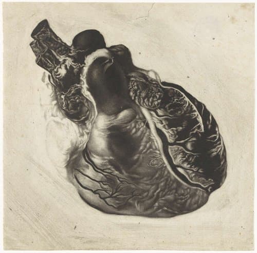 Anatomische studie van een menselijk hart by Jan l'Admiral