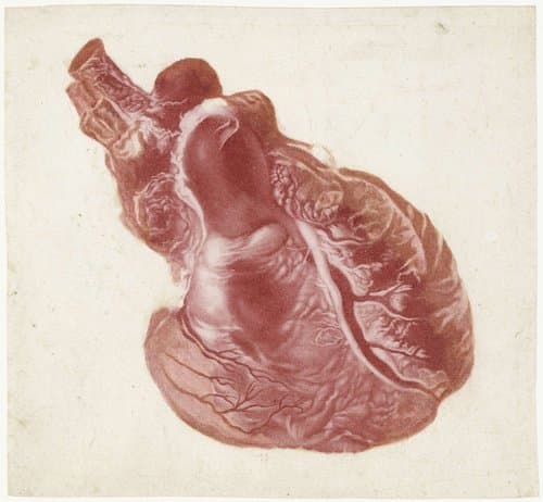 Prints of the Brain and the Heart by Jan l'Admiral