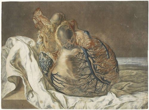 Prints of the Brain and the Heart by Jan l'Admiral