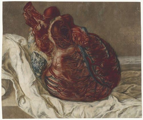 Anatomische studie van een menselijk hart by Jan l'Admiral
