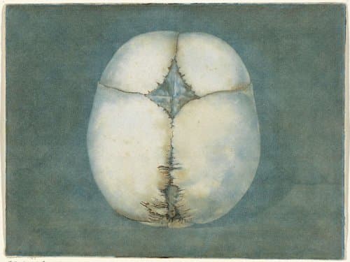 Prenten van het brein en het hart by Jan l'Admiral