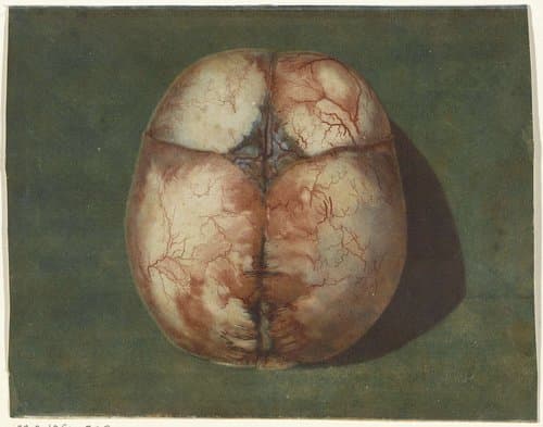Anatomische studie van de schedel van een onvoldragen kindje by Jan l'Admiral