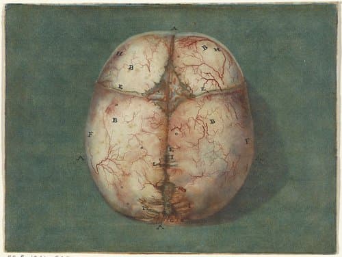 Prints of the Brain and the Heart by Jan l'Admiral
