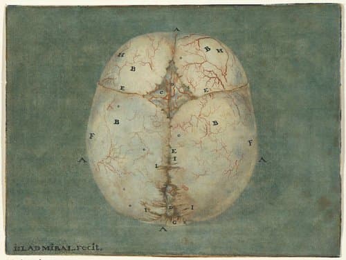 Prenten van het brein en het hart by Jan l'Admiral