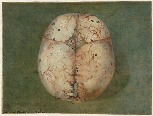 Prenten van het brein en het hart by Jan l'Admiral