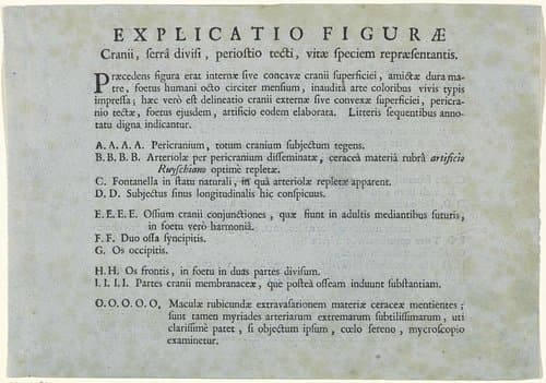 Blad met een verklaring van de anatomische studie van een menselijke schedel door Jan L'Admiral by anonymous
