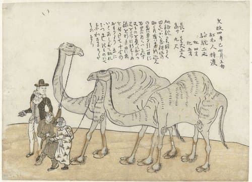 Camel and Dromedary by anonymous