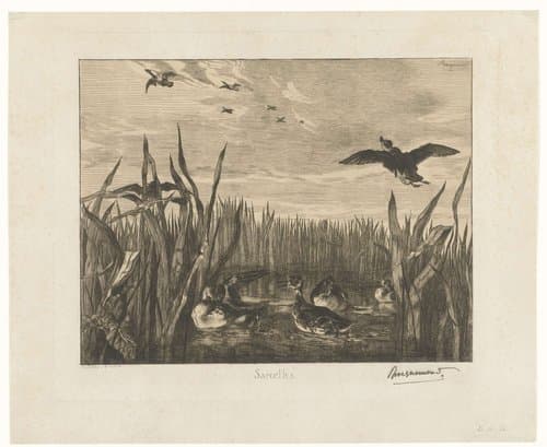 Landschap met talingen in het water tussen riet by Félix Bracquemond