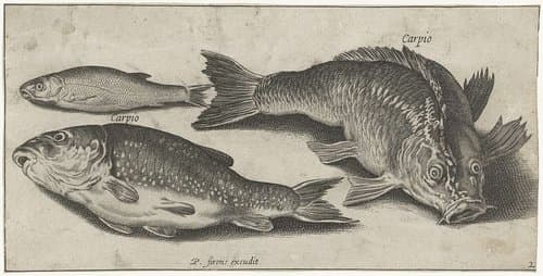 Drie karpers by Pierre Firens