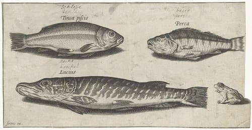 Vissen by Pierre Firens