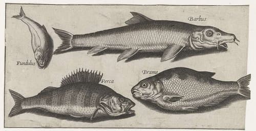 Baars, barbeel, brasum en een tandkarper by Pierre Firens