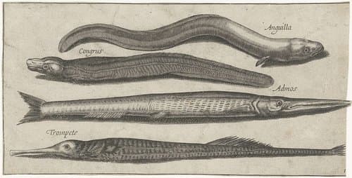 Piscivm vivae icones by Pierre Firens