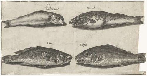 Grondel, bokvis, wijting en een andere vis