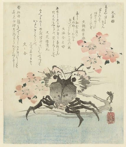 Krab met kersenbloesem