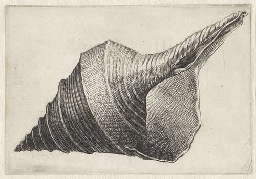 Schelp, syrinx aruanus by Wenceslaus Hollar