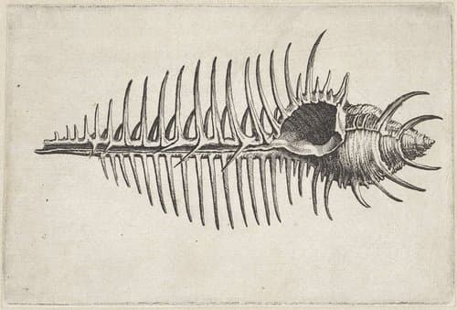 Schelp by Wenceslaus Hollar