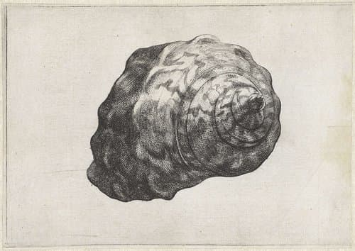 Schelp, turbo sarmaticus by Wenceslaus Hollar
