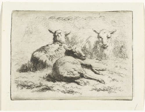 Drie liggende schapen by Simon van den Berg