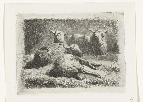 Drie liggende schapen by Simon van den Berg
