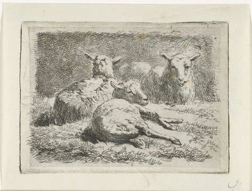 Drie liggende schapen