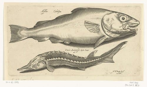 2/13 by Nicolaes de Bruyn