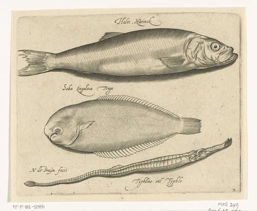 Libelivs varia Genera piscium complectens by Nicolaes de Bruyn