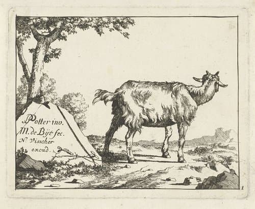 Staande geit van achter gezien by Marcus de Bye