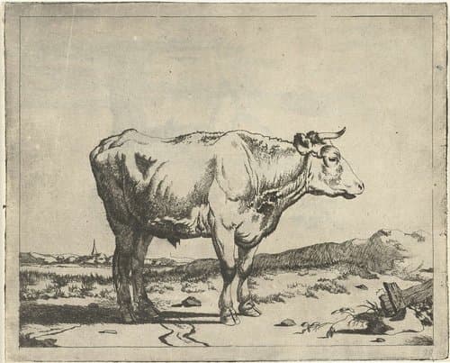 Stier by Marcus de Bye