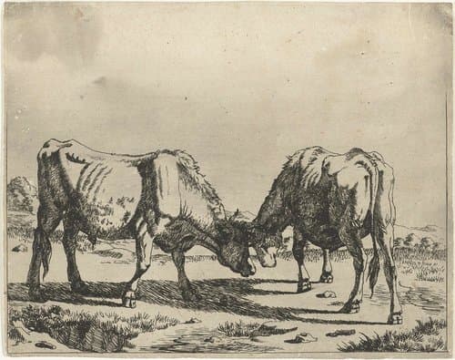 Twee stieren, de koppen bijeen by Marcus de Bye