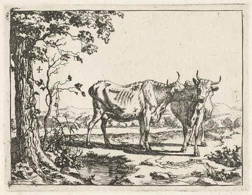 Twee koeien elkaar likkend by Marcus de Bye