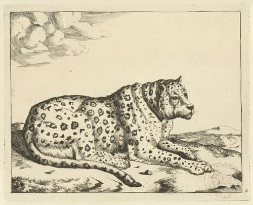 Liggend luipaard, naar rechts, de staart langs het lichaam by Marcus de Bye
