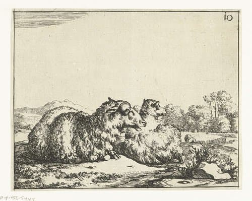 Twee liggende schapen by Marcus de Bye
