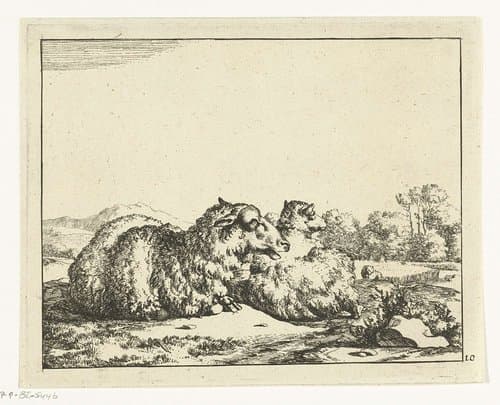 Twee liggende schapen, van achter gezien by Marcus de Bye