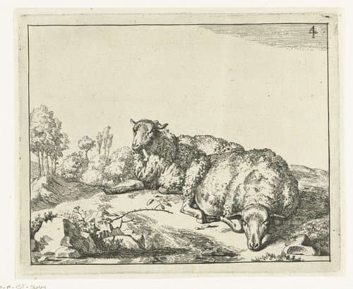Schapen by Marcus de Bye