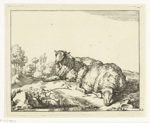 Schapen by Marcus de Bye