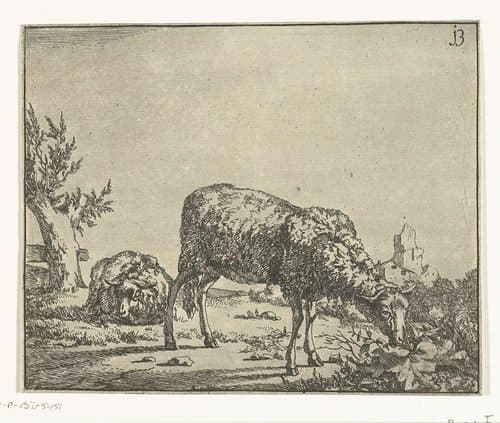 Grazend schaap en liggend schaap bij hek by Marcus de Bye