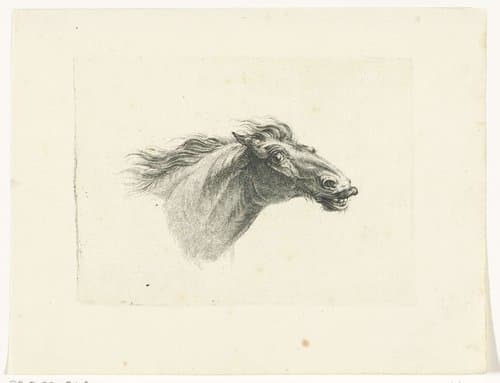 Paardenhoofd by Joannes Bemme