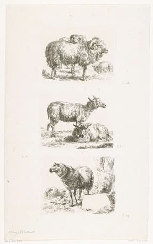 Schapen by anonymous