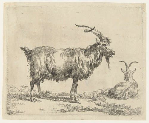 Animalia ad vivum delineata et aqua forti aeri impressa Studio et Arte Nicolai Berchemi by Nicolaes Pietersz Berchem