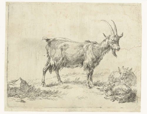 Animalia ad vivum delineata et aqua forti aeri impressa Studio et Arte Nicolai Berchemi by Nicolaes Pietersz Berchem