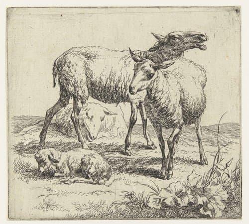 Animalia ad vivum delineata et aqua forti aeri impressa Studio et Arte Nicolai Berchemi by Nicolaes Pietersz Berchem