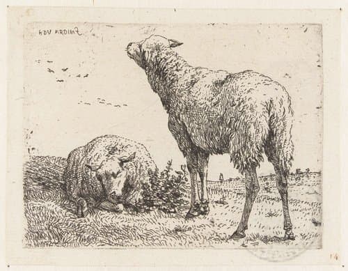Twee schapen by Karel du Jardin