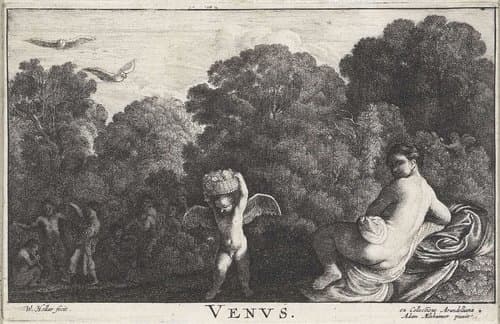 Venus by Wenceslaus Hollar