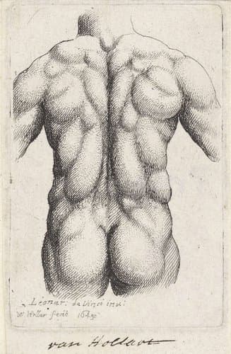 Anatomische studie van de torso van een man by Wenceslaus Hollar