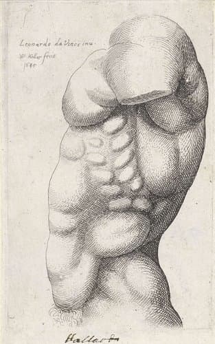Anatomische studie van de torso van een man, van opzij gezien by Wenceslaus Hollar