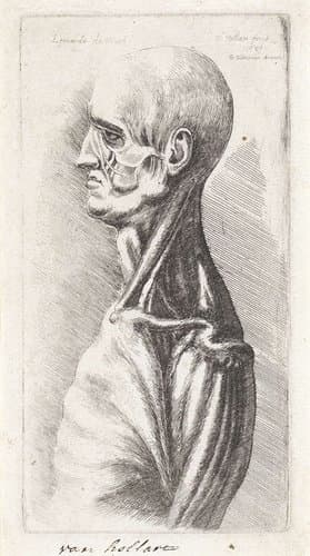 Anatomische studie van hoofd en schouders van een man, ontleed by Wenceslaus Hollar
