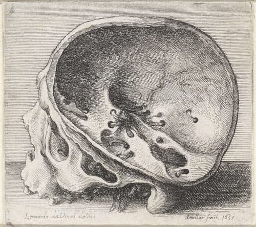 Anatomische studie van een schedel met wormgaten by Wenceslaus Hollar